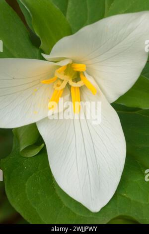 Trillium de l'Ouest, Tryon Creek State Park, Portland, Oregon Banque D'Images