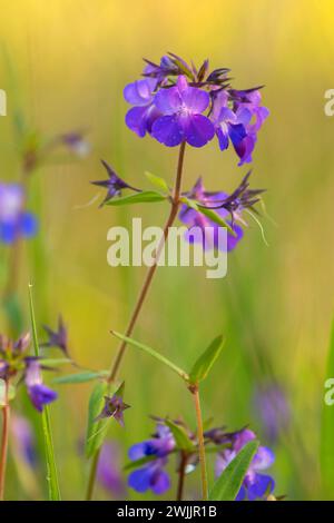 Mary aux yeux bleus (Collinsia grandiflora), zone naturelle de Camassia, West Linn, Oregon Banque D'Images