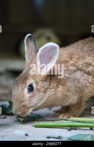 Gros plan de lapin brun simple mangeant des légumes verts dans le jardin exotique de fleurs, Mahé, Seychelles Banque D'Images