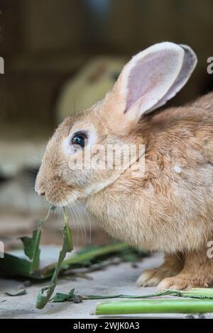 Gros plan de lapin brun simple mangeant des légumes verts dans le jardin exotique de fleurs, Mahé, Seychelles Banque D'Images