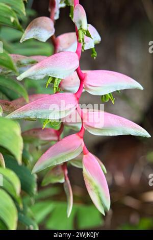 Heliconia chartacea est une espèce commune de montagne de sites perturbés, de jeunes forêts secondaires et de cultures abandonnées, et se trouve souvent près de l'homme Banque D'Images