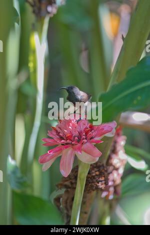 Seychelles sunbird, kolibri sur torche fleur de gingembre dans le jardin exotique de fleurs, Mahé, Seychelles Banque D'Images