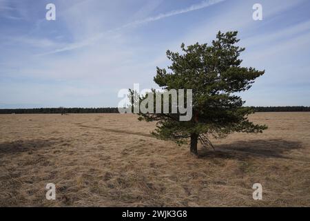 Single Tree dans la réserve naturelle Heathland Panzerwiese au nord de Munich. Banque D'Images