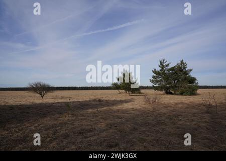 Arbres dans la réserve naturelle Heathland Panzerwiese au nord de Munich. Banque D'Images