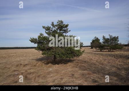 Arbres dans la réserve naturelle Heathland Panzerwiese au nord de Munich. Banque D'Images