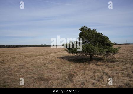 Single Tree dans la réserve naturelle Heathland Panzerwiese au nord de Munich. Banque D'Images