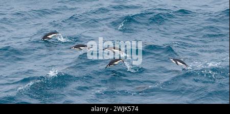 Manchots à jugulaire sautant hors de l'eau en nageant en Antarctique. Banque D'Images