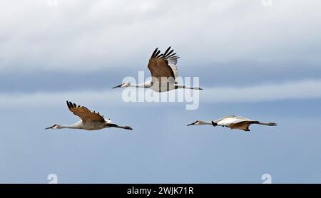 troupeau de majestueuses grues de sable en vol au-dessus de leur habitat d'hiver du refuge faunique de l'état bernardo, près de socorro, nouveau mexique Banque D'Images