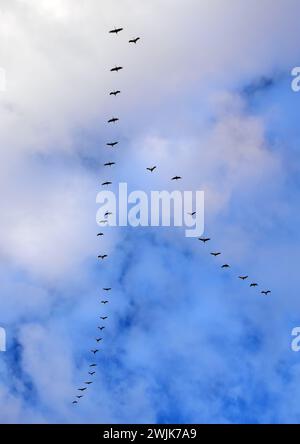 troupeau de grues de sable en vol au-dessus de leur habitat d'hiver du refuge faunique de l'état de bernardo, près de socorro, nouveau mexique Banque D'Images