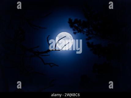 Une pleine lune sereine par une nuit claire, avec des branches d'arbres silhouettées contre sa lueur - évoquant le calme. Banque D'Images