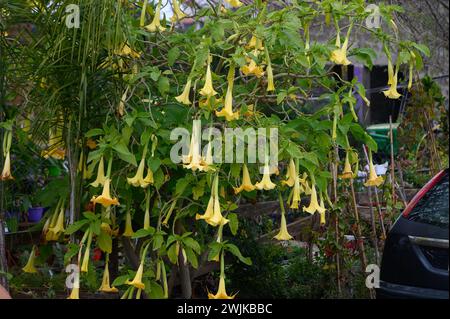 Brugmansia belle plante tropicale avec des fleurs jaunes Banque D'Images