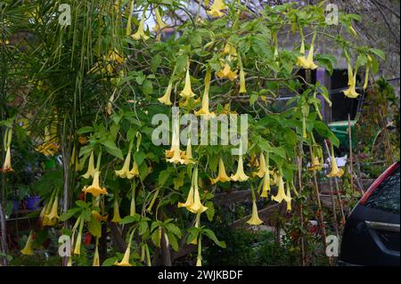 Brugmansia belle plante tropicale avec des fleurs jaunes 1 Banque D'Images