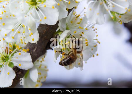 Les mouches des abeilles, nourrissant et pollinisant les fleurs de prunier dans un verger de prunier. Banque D'Images