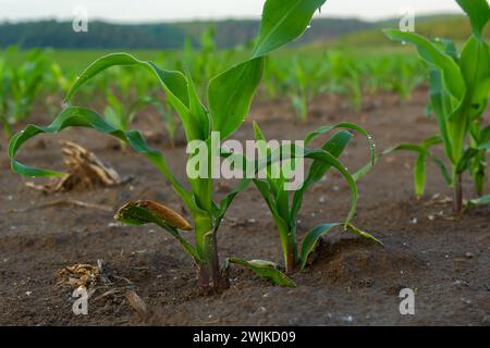 Gros plan des pousses de maïs vertes plantées en rangées nettes contre un ciel bleu. Espace de copie, espace pour le texte. Agriculture. Banque D'Images