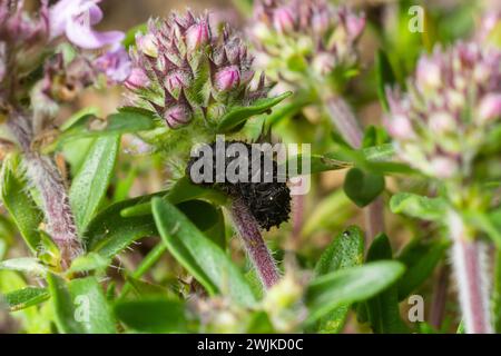 Vanessa Atalanta caterpillar sur une fleur de thym, dans l'environnement naturel. Banque D'Images