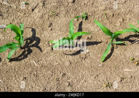 Gros plan des pousses de maïs vertes plantées en rangées nettes contre un ciel bleu. Espace de copie, espace pour le texte. Agriculture. Banque D'Images