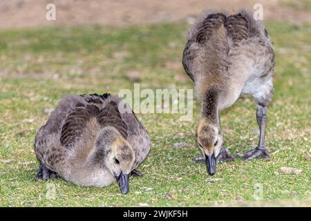 Bernaches du Canada juvéniles, Potters Bar, Hertfordshire, Royaume-Uni Banque D'Images