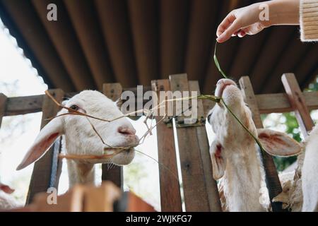 Une personne nourrit deux chèvres avec un morceau d'herbe devant une clôture en bois Banque D'Images