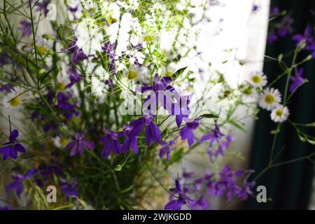 Beau gros plan d'une consolida regalis fleurs, Banque D'Images