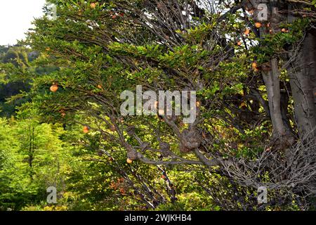 Llao-llao ou pan de indio (Cyttaria harioti) est un champignon parasite comestible des espèces Nothofagus (N. betuloides). Cette photo a été prise Banque D'Images