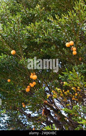 Llao-llao ou pan de indio (Cyttaria harioti) est un champignon parasite comestible des espèces Nothofagus (N. betuloides). Cette photo a été prise Banque D'Images