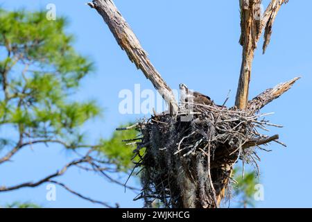 Osprey (Pandion haliaetus) assis sur le nid, lac Apopka, Floride, États-Unis. Banque D'Images