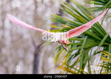 Bec de cuillère de rose (Platalea ajaja) volant entre des palmiers, Floride, États-Unis. Banque D'Images