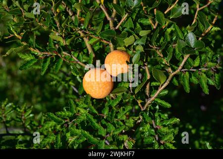 Llao-llao ou pan de indio (Cyttaria harioti) est un champignon parasite comestible des espèces Nothofagus (N. betuloides). Cette photo a été prise Banque D'Images