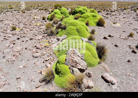 Llareta ou yareta (Azorella compacta ou Azorella yareta) est un coussin comme un arbuste originaire de la puna des Andes au Chili, en Bolivie, au Pérou et en Argentine sur Grow Be Banque D'Images