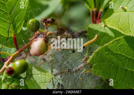 Groupe de larves d'ermine d'oiseau-cerisier Yponomeuta evonymella pupate dans une toile commune étroitement emballée, blanche sur un tronc d'arbre et des branches parmi les leaves vertes Banque D'Images