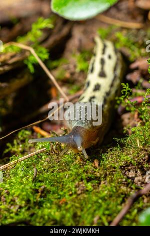 Limax maximus - limace léopard rampant sur le sol parmi les feuilles et laisse une piste. Banque D'Images