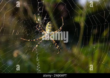 Gros plan d'argiope rayé exotique bruennichi orb toile araignée assise sur toile d'araignée sur fond flou dans la journée. Banque D'Images