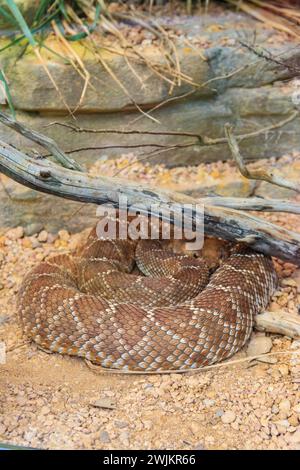 Crotale rouge diamant (Crotalus ruber). Espèce de vipère venimeuse d'Amérique Banque D'Images