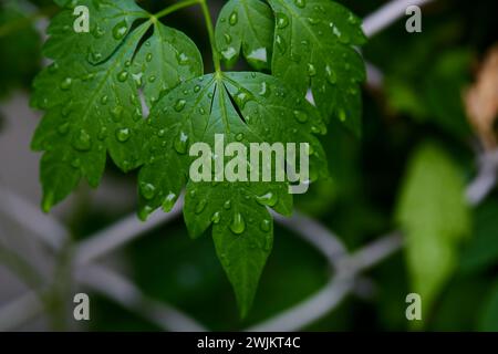 Vue rapprochée des gouttes de pluie sur la feuille verte Banque D'Images