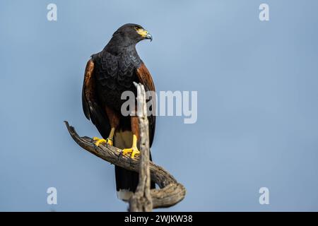 Un Harris Hawk brun foncé à Tucson, Arizona Banque D'Images