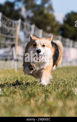 Pembroke Welsh Corgi Running Lure course chien sport le jour ensoleillé Banque D'Images