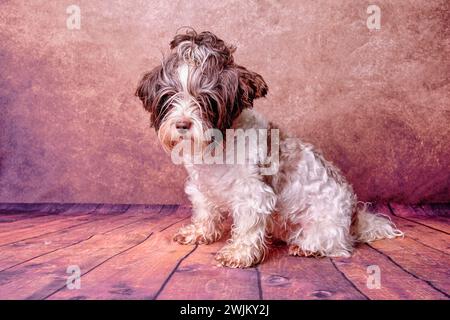 Le chien Beaver est un Yorkshire terrier envahi par la végétation sur un fond vintage Banque D'Images