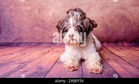 Chien de castor Yorkshire Terrier sur un fond vintage dans une position couchée Banque D'Images