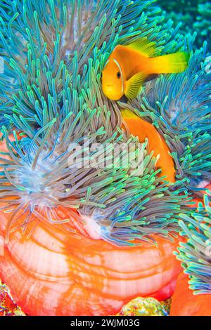 Anemonefish à tête noire, Amphiprion nigripes, Anemone de la mer magnifique, Heterotis magifica, Coral Reef, Atoll d'Ari Sud, Maldives, Océan Indien, Asie Banque D'Images