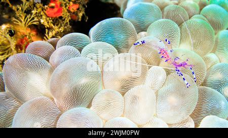 Crevette anémone Sravasti, Ancylomenes sarasvati, Periclimenes sarasvati, Bubble Coral, Plerogyra sinuosa, coraux de corail, récif de corail, Lembeh, Nor Banque D'Images