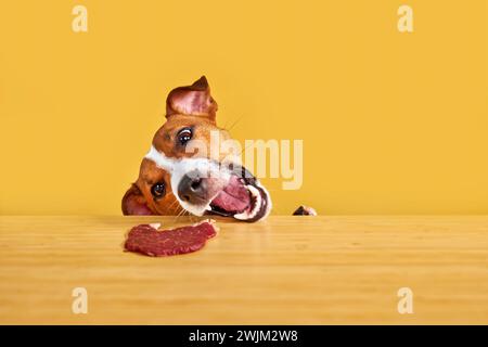 Jack Russell terrier chien manger un repas à une table. Portrait drôle de chien affamé avec langue sur fond jaune regardant le steak de viande sur la table Banque D'Images