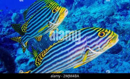 Rayures orientales Sweetlips, Plectorhinchus orientalis, Atoll du Nord, Maldives, Océan Indien, Asie Banque D'Images