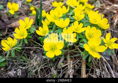 Fleurs jaunes d'aconites d'hiver dans le jardin Banque D'Images