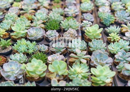 Une vaste gamme de succulentes Echeveria, mettant en valeur leurs formes de rosette et variations de couleurs subtiles, mis en pot et disposés dans une pépinière Banque D'Images