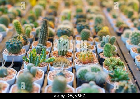 Une vaste collection de cactus miniatures de différentes formes et tailles, soigneusement mis en pot et alignés pour être exposés dans un centre de jardinage. Banque D'Images