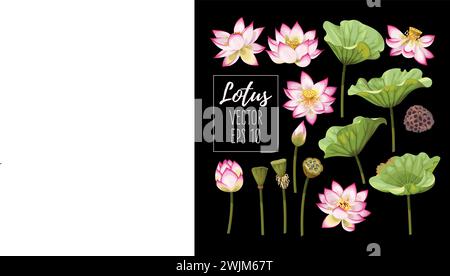 Ensemble de fleurs et de feuilles de lotus Illustration de Vecteur