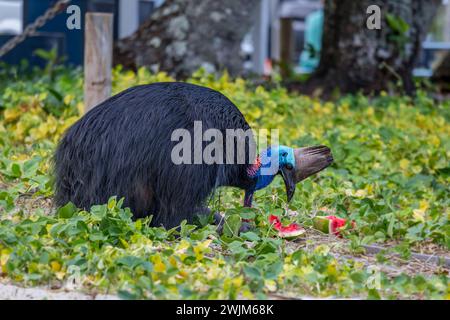 Southern Cassowary Eating Watermelon sur le terrain de camping d'Etty Bay, Queensland, Australie. Banque D'Images