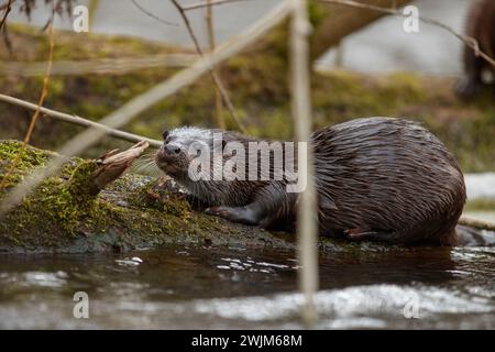 Loutre sur la rivière English Banque D'Images