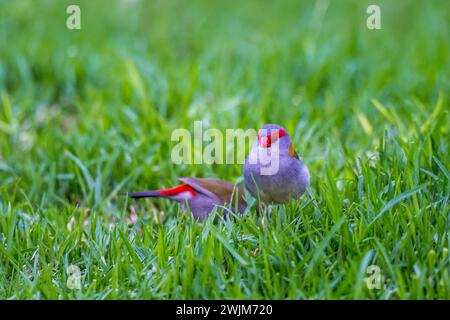 Gros plan de deux Finchs à sourcils rouges assis sur The Grass, Queensland, Australie. Banque D'Images