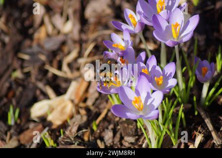 les premiers crocus de l'année en février 2024 et un bourdon Banque D'Images